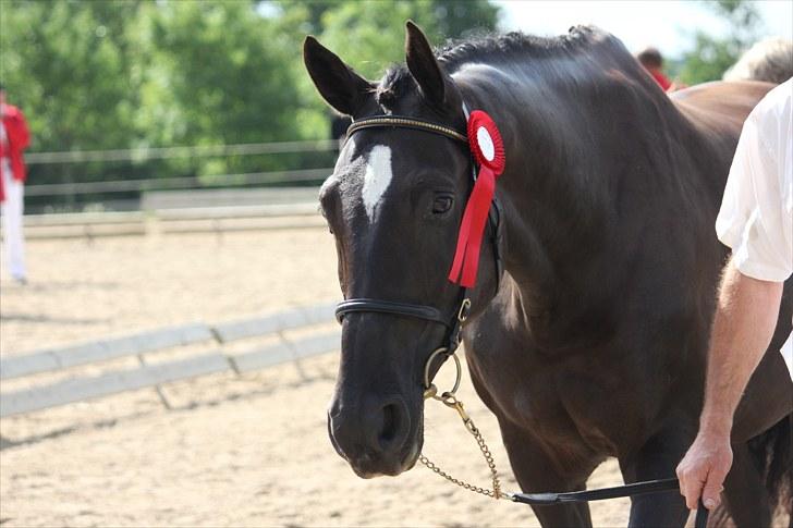 Dansk Varmblod Medina - Median fik lige Diablo's rosset på(følskue) (; billede 2
