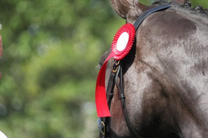 Dansk Varmblod Medina - (; billede 3