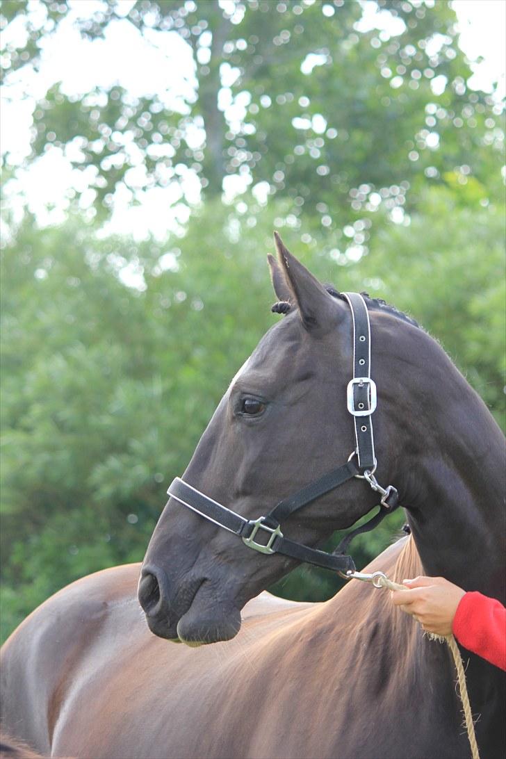 Dansk Varmblod Medina - Smukke Medina da vi var til Føl skue i ikast med Diablo :) billede 1