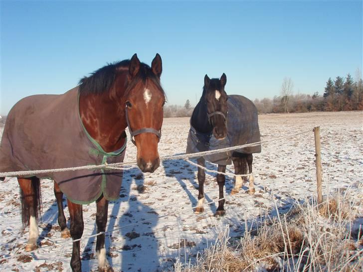 Dansk Varmblod Medina - Medina og hendes halv søster Shakira i sne vej :D billede 6