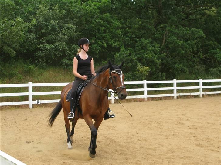 Westfaler wiktoria  billede 2