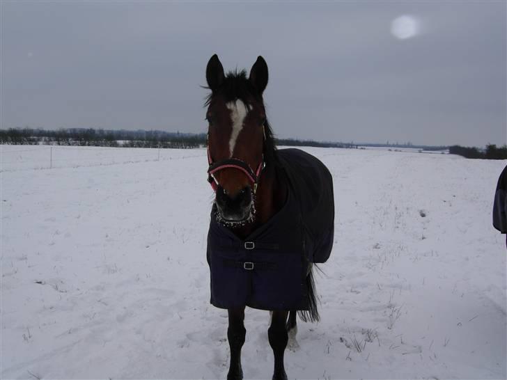 Westfaler wiktoria  billede 3