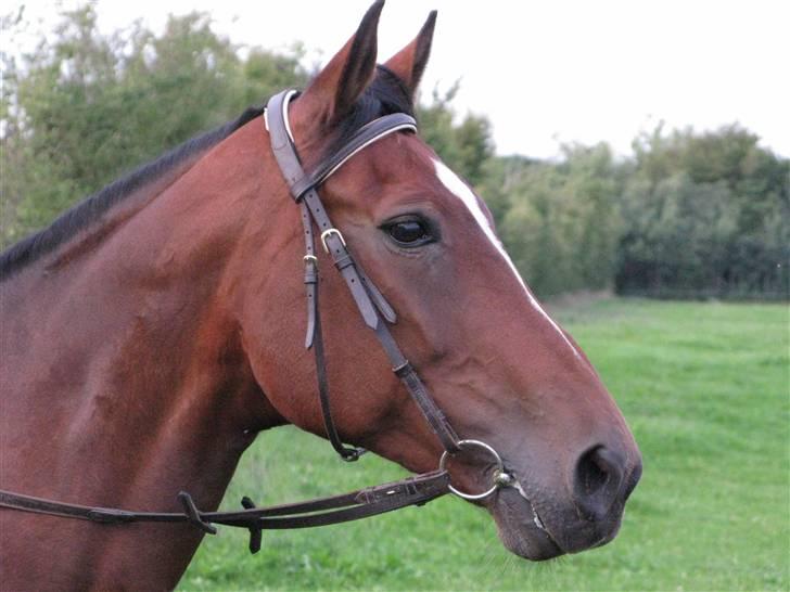 Westfaler wiktoria  billede 5