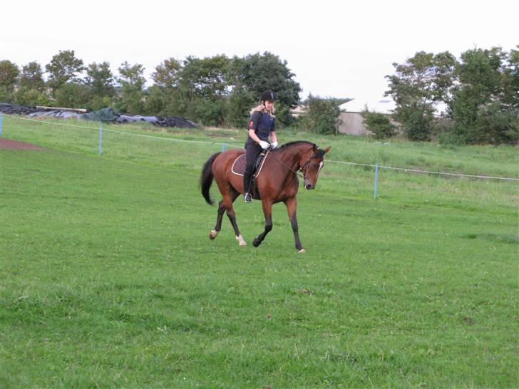 Westfaler wiktoria  billede 6