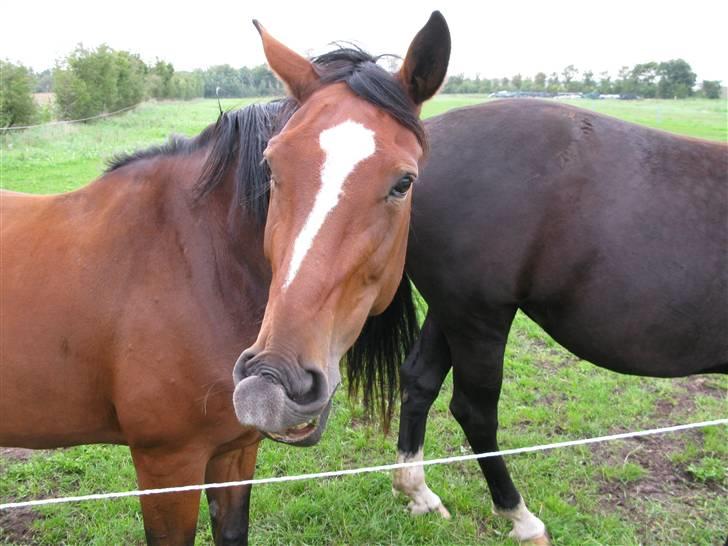 Westfaler wiktoria  billede 7