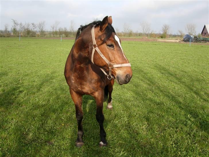 Westfaler wiktoria  billede 8