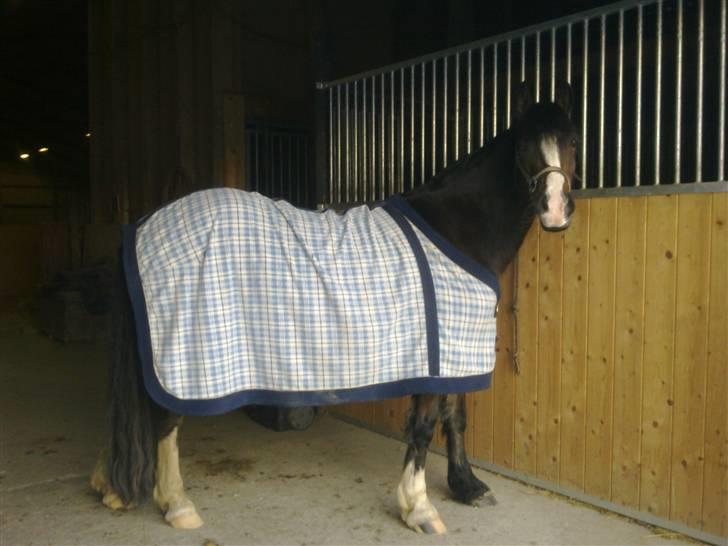 Welsh Pony af Cob-type (sec C) Sharona billede 18