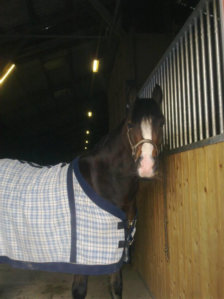 Welsh Pony af Cob-type (sec C) Sharona billede 19