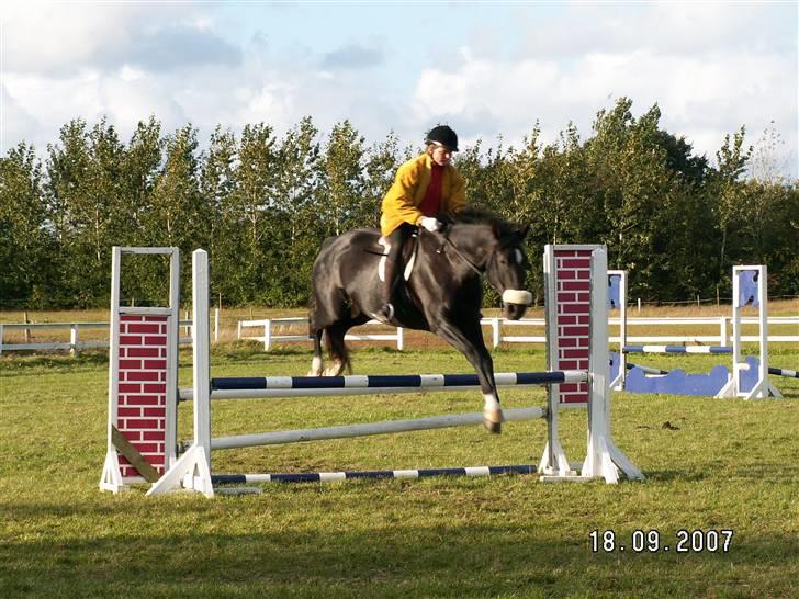 Dansk Varmblod Medina billede 10