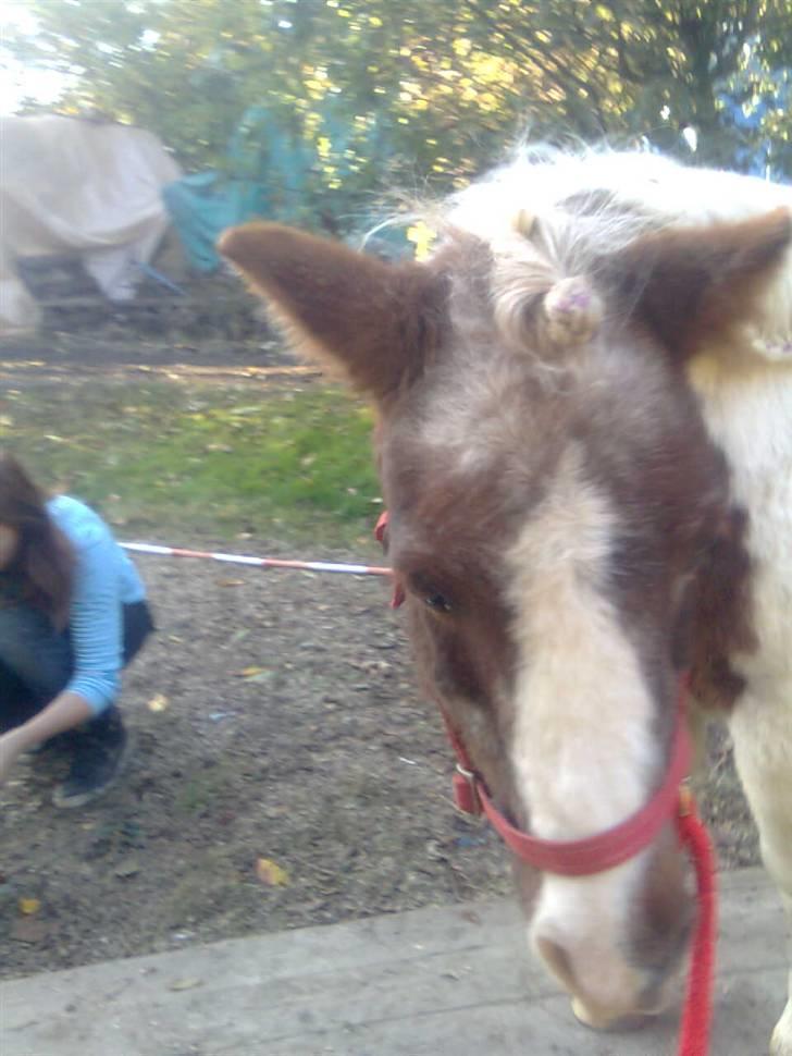 Shetlænder sik R.I.P billede 2