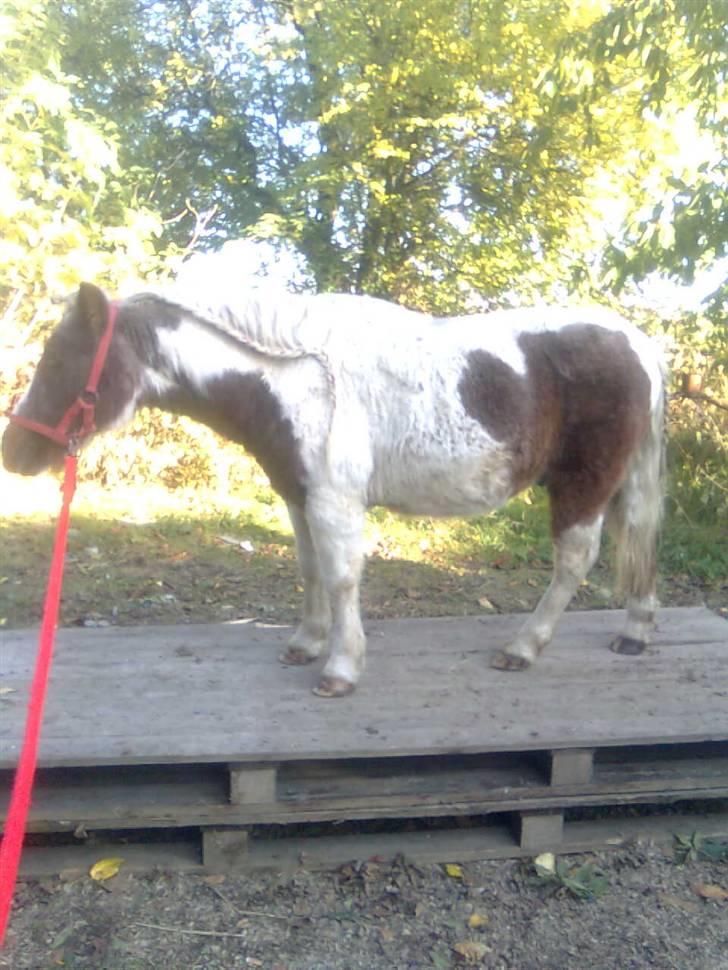 Shetlænder sik R.I.P billede 3