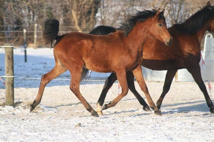 Arabisk fuldblod (OX) Rijana - Rijana 26. januar 2010 billede 14