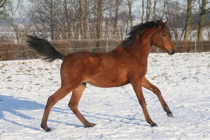 Arabisk fuldblod (OX) Rijana - Rijana 26. januar 2010 billede 16