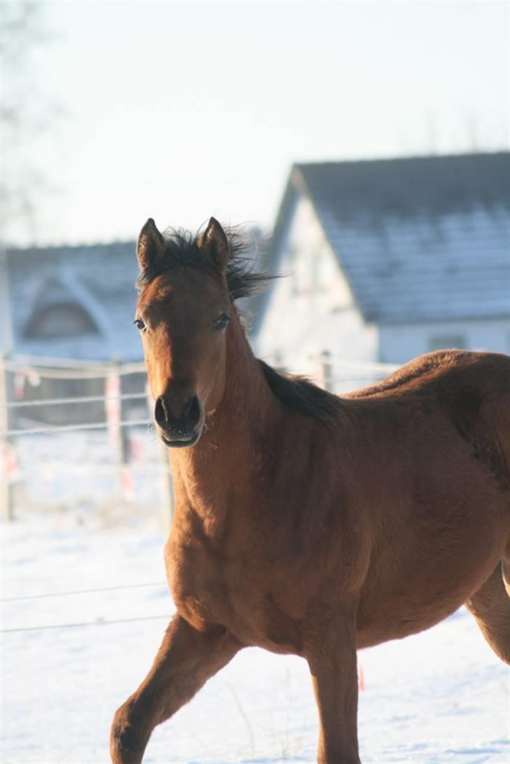 Arabisk fuldblod (OX) Rijana - Rijana 26. januar 2010 billede 17