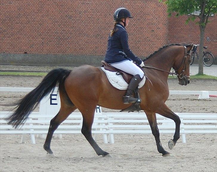 Belgisk Sportspony » Sheik Cawello | VBP. <3 - Lærke & Cawello - DM i military 2011, NSPR CNCP90 - dressur. <3 billede 3