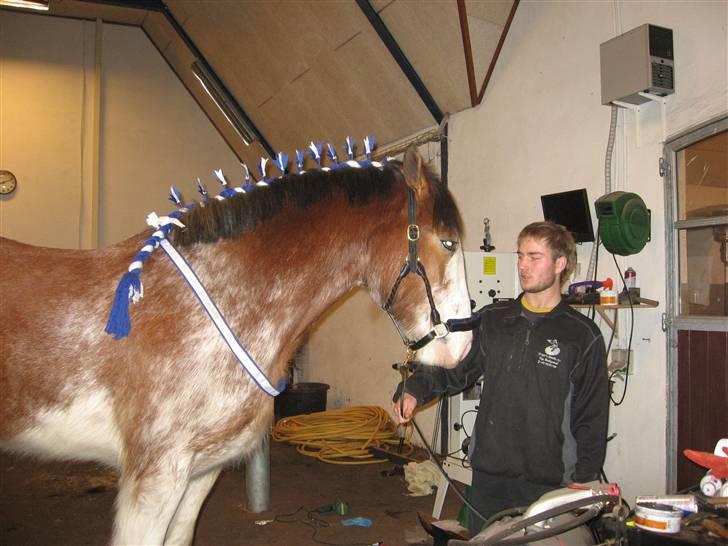 Clydesdale Goodsburn Lady Jane (RIP) billede 13