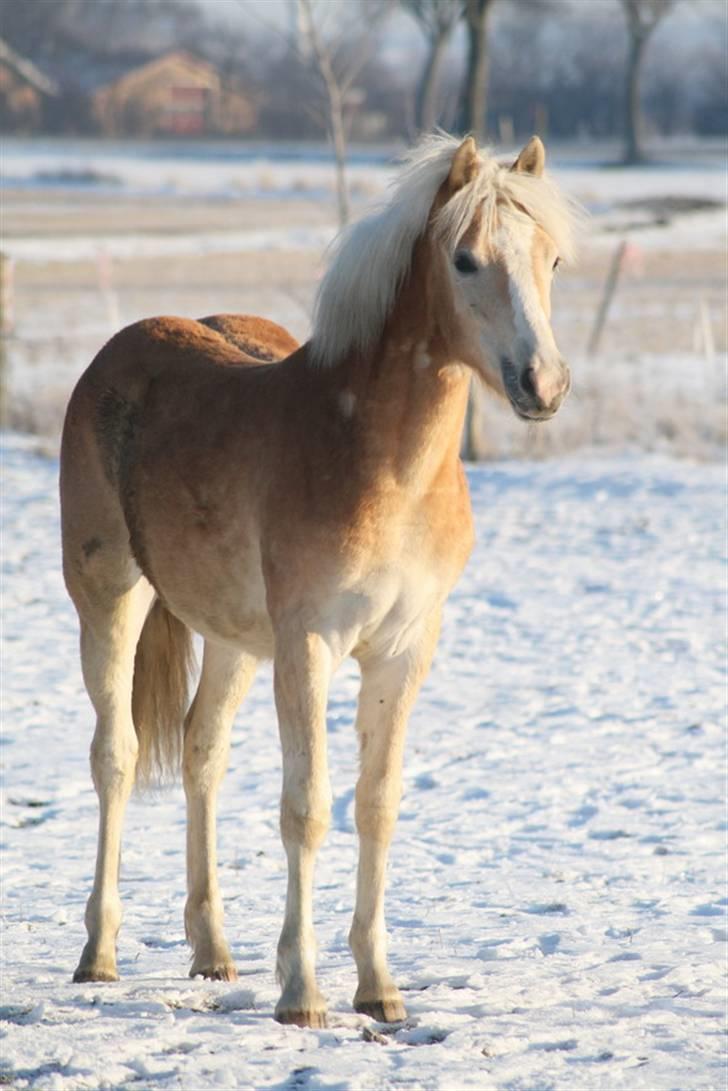 Tyroler Haflinger Soranya - Soranya 26. januar 2010 billede 1