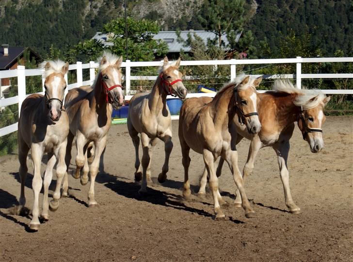 Tyroler Haflinger Soranya - Soranya som føl i Østrig. Det er Soranya yderst til venstre. billede 2