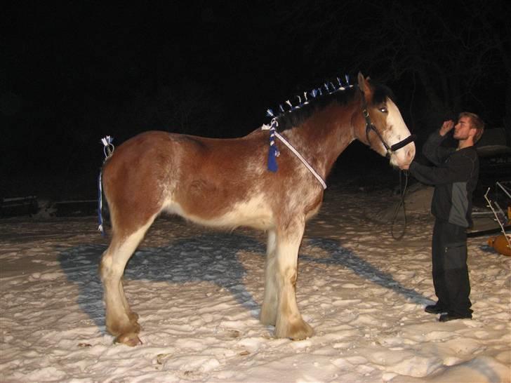 Clydesdale Goodsburn Lady Jane (RIP) billede 14