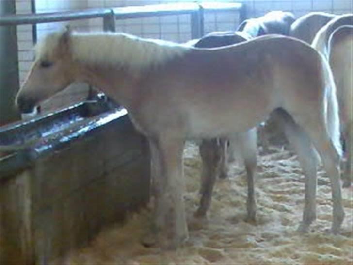 Tyroler Haflinger Soranya - Soranya efter auktion sammen med de andre føl der skal til Danmark og Sverige. billede 3