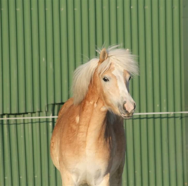 Tyroler Haflinger Soranya - Soranya 26. januar 2010 billede 4