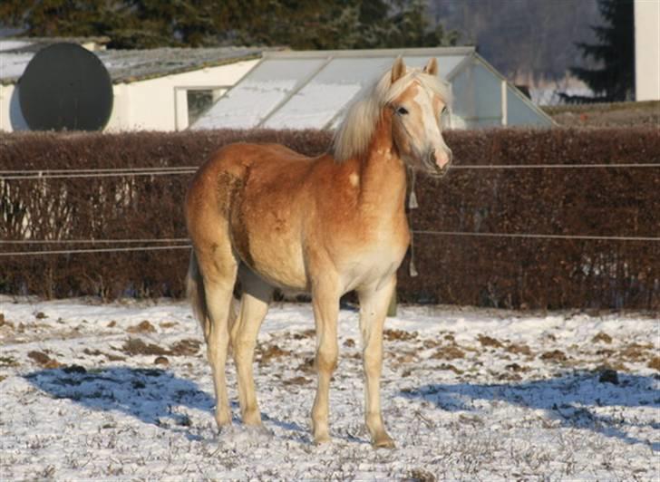 Tyroler Haflinger Soranya - Soranya 26. januar 2010 billede 5
