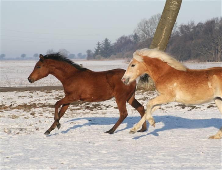 Tyroler Haflinger Soranya - Soranya 26. januar 2010 Væddeløb med Rijana. Hvem vinder..... billede 6