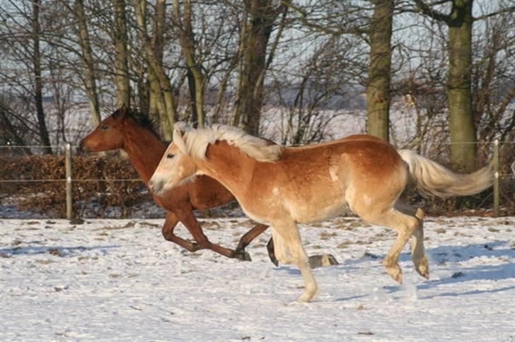 Tyroler Haflinger Soranya - Soranya 26. januar 2010 Nu går det stærkt..... billede 7