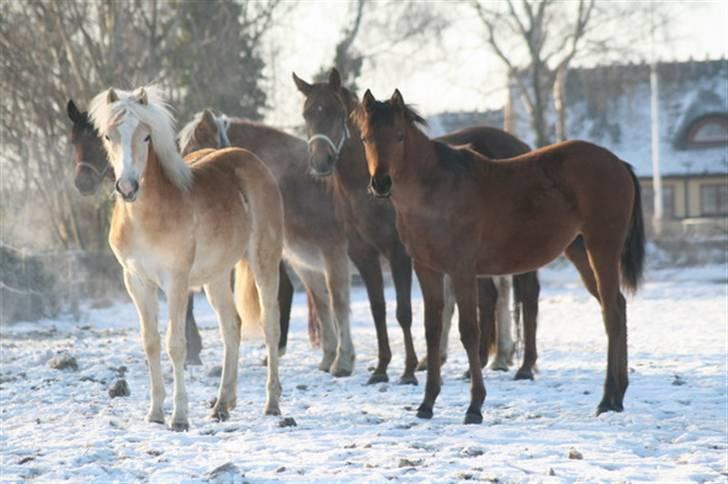 Tyroler Haflinger Soranya - Soranya 26. januar 2010. Sammen med sine hestevenner. billede 8