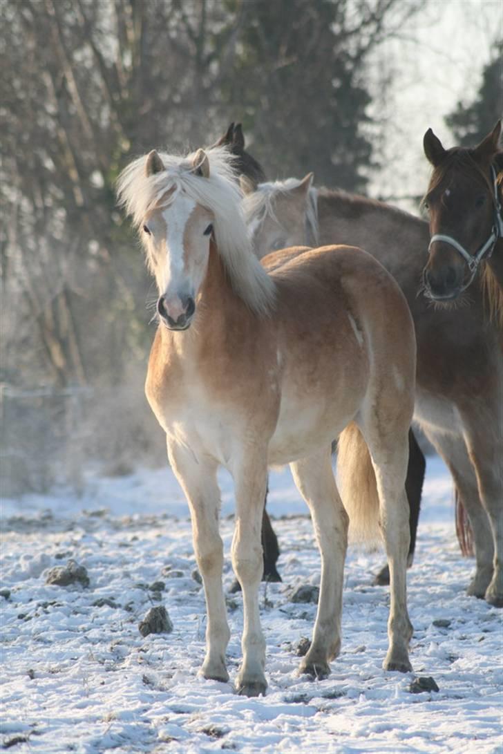 Tyroler Haflinger Soranya - Soranya 26. januar 2010 billede 9