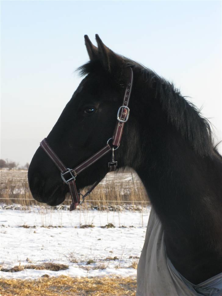 Trakehner Fariy's Nice Surprice † R.I.P † - Dejligt billede i solen på folden en vinter dag billede 8