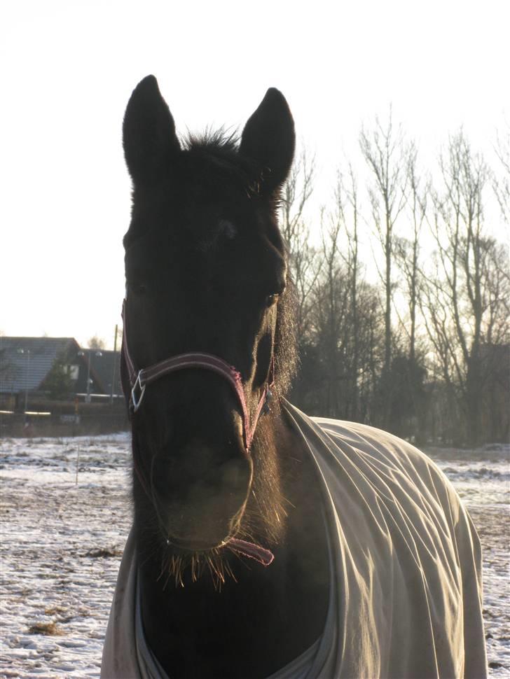 Trakehner Fariy's Nice Surprice † R.I.P † - Dejligt billede i solen på folden en vinter dag billede 9