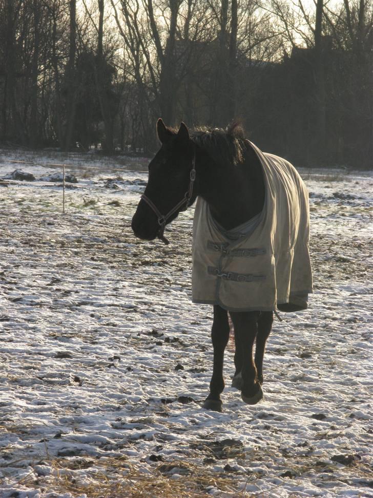 Trakehner Fariy's Nice Surprice † R.I.P † - Jeg kommer nu;) billede 10