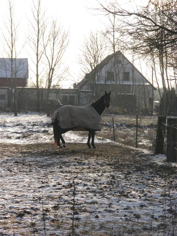 Trakehner Fariy's Nice Surprice † R.I.P † - Kaldte du på mig? billede 11