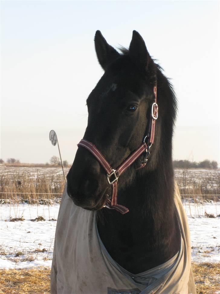 Trakehner Fariy's Nice Surprice † R.I.P † - Dejligt billede i solen på folden en vinter dag billede 12