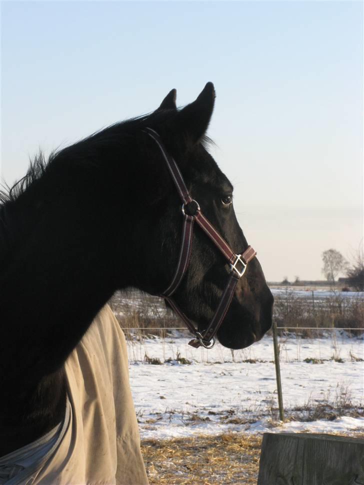 Trakehner Fariy's Nice Surprice † R.I.P † - Dejligt billede i solen på folden en vinter dag billede 13