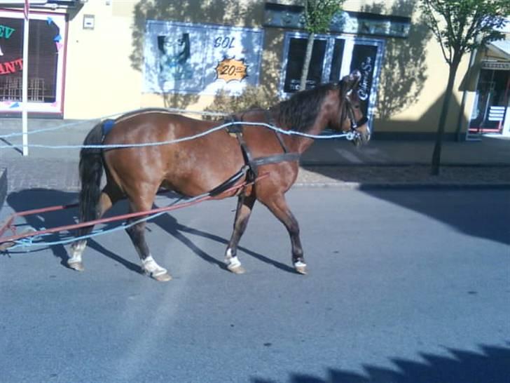 Anden særlig race Stensbæk's RICO billede 11