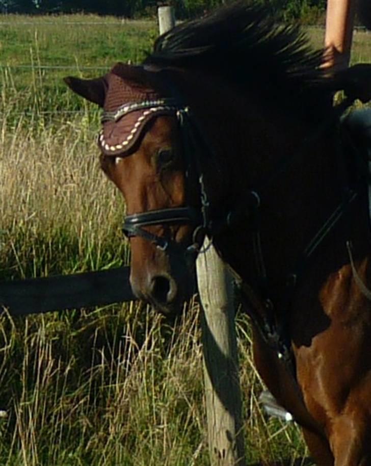 Welsh Pony (sec B) Hynder Hoeves Amon død :'( billede 18