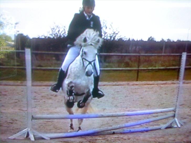 Anden særlig race Cloe :'( Min engel! R.I.P - Tak for alt min hvide prinsesse, hvil i fred. <3 billede 20