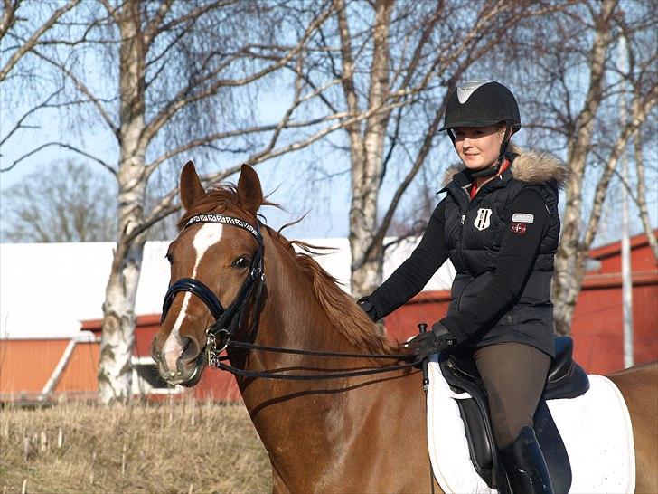 Dansk Varmblod Don Pedro - Marts 2011. billede 12