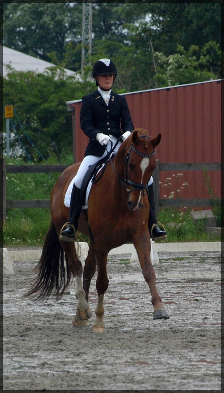 Dansk Varmblod Don Pedro - Stævne d. 4 april 2010 - 64,5% i LA1 og nr. 2. billede 15