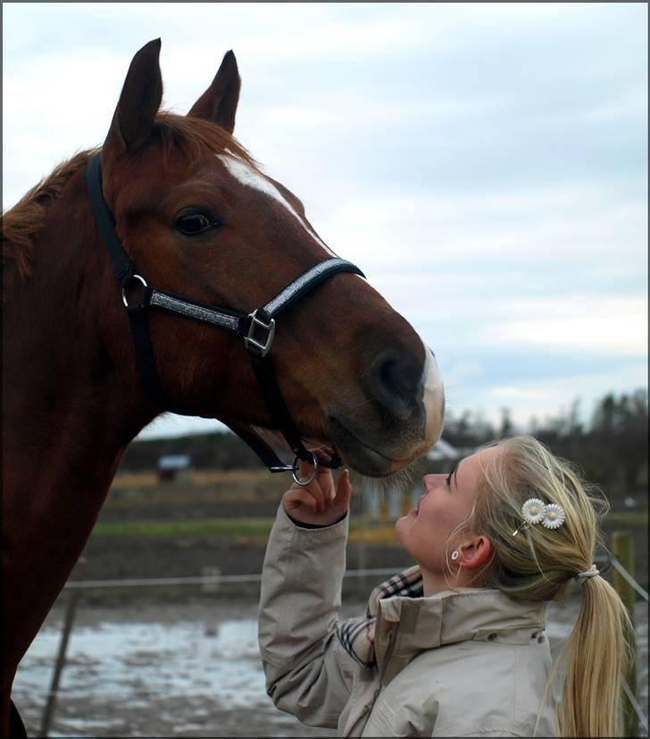 Dansk Varmblod Don Pedro - You make me smile :*  billede 17