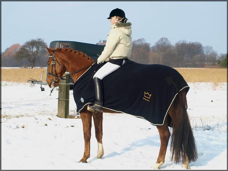 Dansk Varmblod Don Pedro - 82,6% og 1. plads.  billede 18