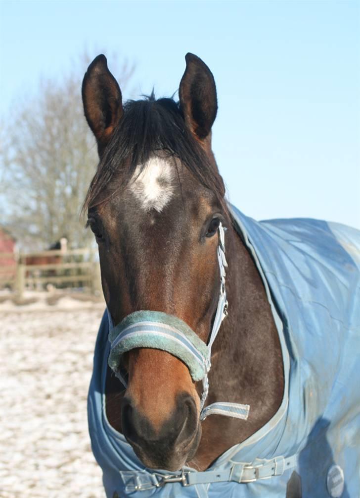 Dansk Varmblod It's A Star >Solgt< - Taget af Karins-foto d. 26/1-10 billede 10