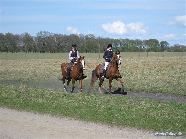 Tysk Sportspony Golden flame R.I.P - Jimmy og milton i galop, på sletten. billede 5