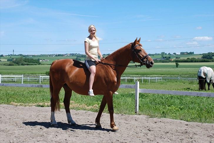 Dansk Varmblod Moonlight billede 15