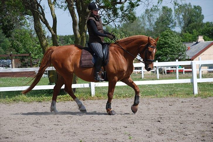 Dansk Varmblod Moonlight billede 2