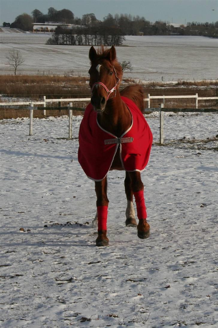 Dansk Varmblod Moonlight billede 14