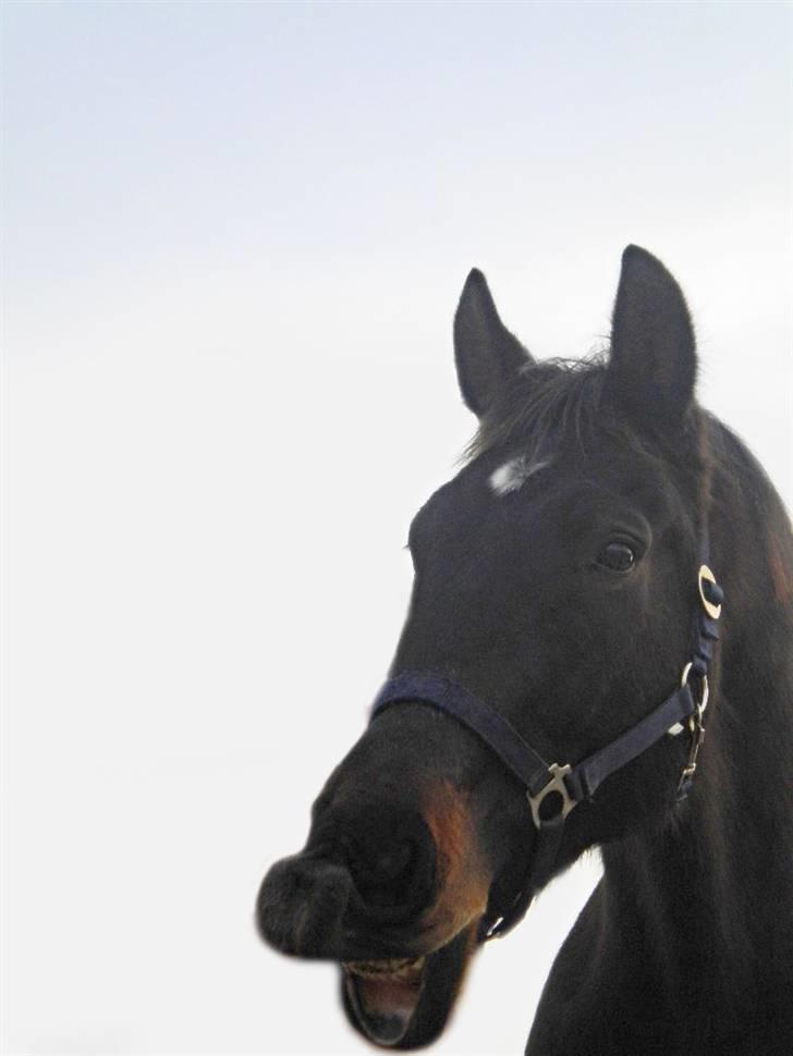 Anden særlig race Haahrs Cassio - Sjov dreng billede 20