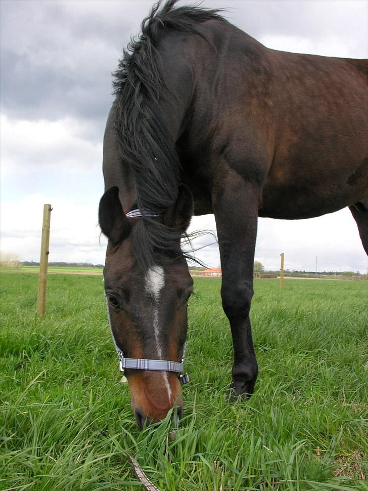 Dansk Varmblod »Gorm«  - (1)   Velkommen til den smukke Gorms profil<3  *foto mig* billede 1